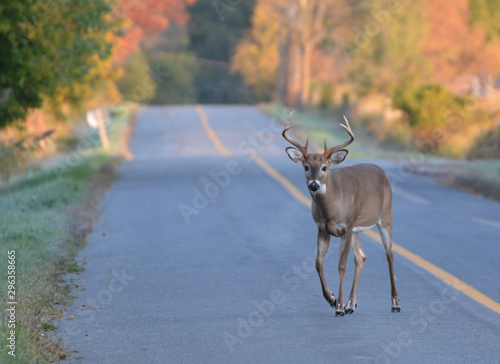 Canvas Print White tailed deer buck walking on road