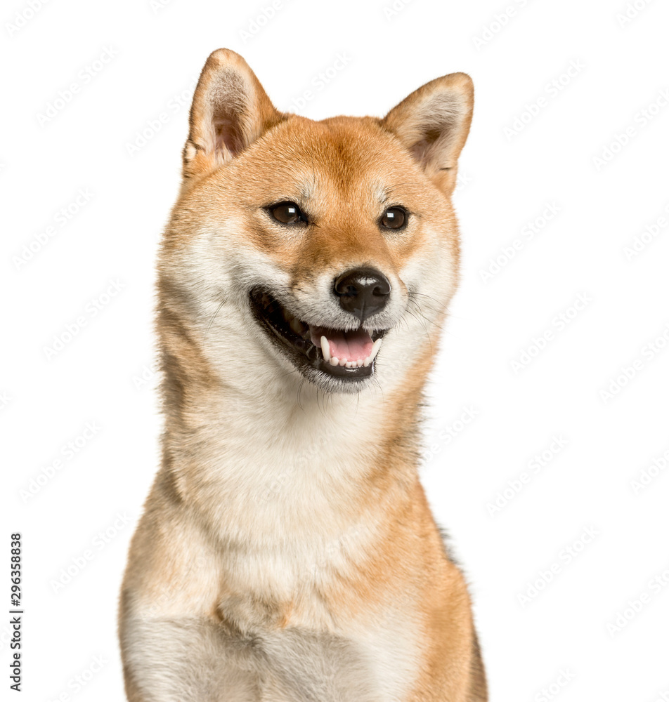Close-up of Shiba Inu, in front of white background