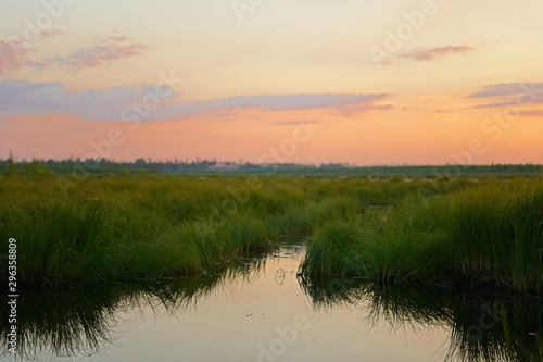 Evening summer landscape with a pond overgrown with grass