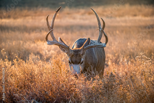 Photography Mule deer buck in rut in autumn