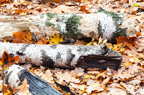 tree trunks on meadow covered by fallen leaves