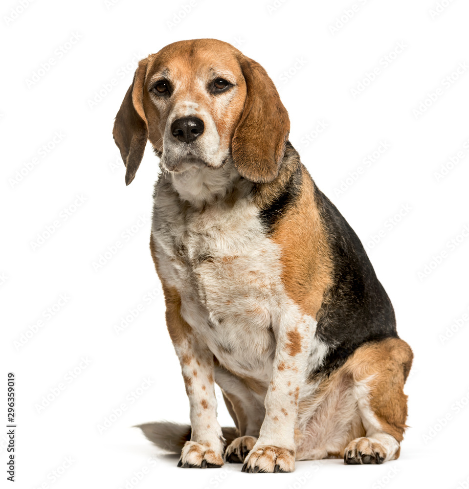 Beagle sitting against white background