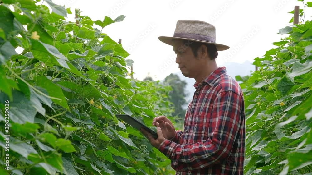 Farmer typing on tablet in Cucumber garden. Close up of man hand using computer in farm. Agriculture technology. Farmer typing on tablet in Cucumber garden. Close up of man hand using computer in farm. Agriculture technology.