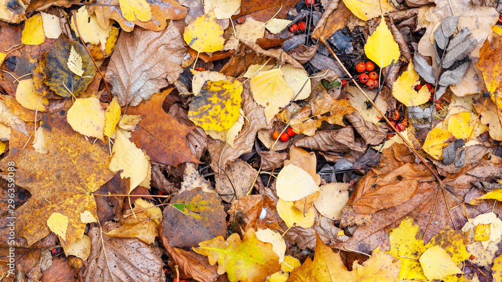 view of wet fallen leaves on ground in late fall