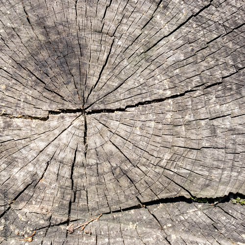 Square wooden texture of rough old round cut down oak tree with cracks and annual rings.