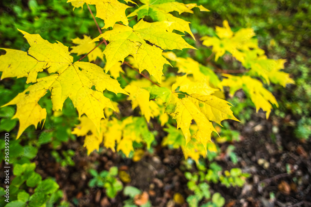 Beautiful warm day with Table. Yellow Leaves and blured background. Beautiful warm day with Table. Yellow Leaves and blured background.