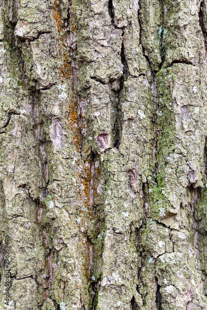 grooved and mossy bark on old trunk of oak tree grooved and mossy bark on old trunk of oak tree