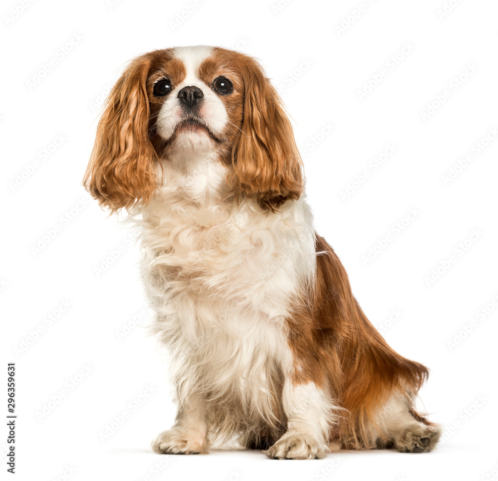 A purebred tricolor Cavalier King Charles Spaniel dog sitting on a park  bench Stock Photo - Alamy