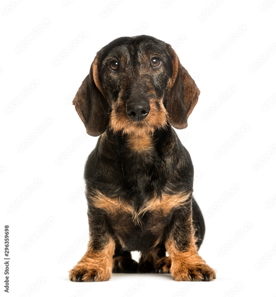 Dachshund sitting against white background