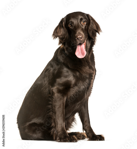 Flat-Coated Retriever sitting against white background © Eric Isselée