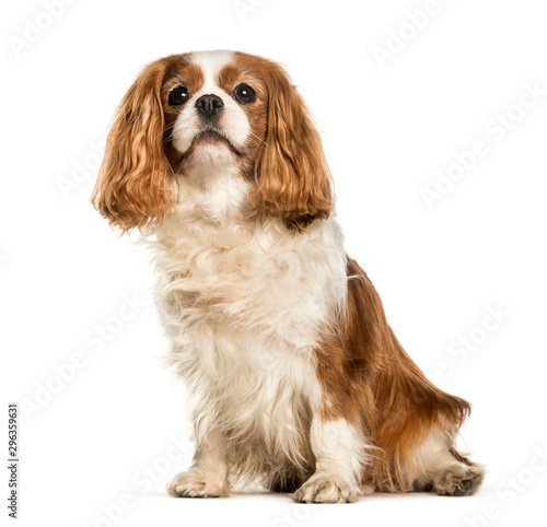 Obraz na płótnie Cavalier King Charles Spaniel sitting against white background