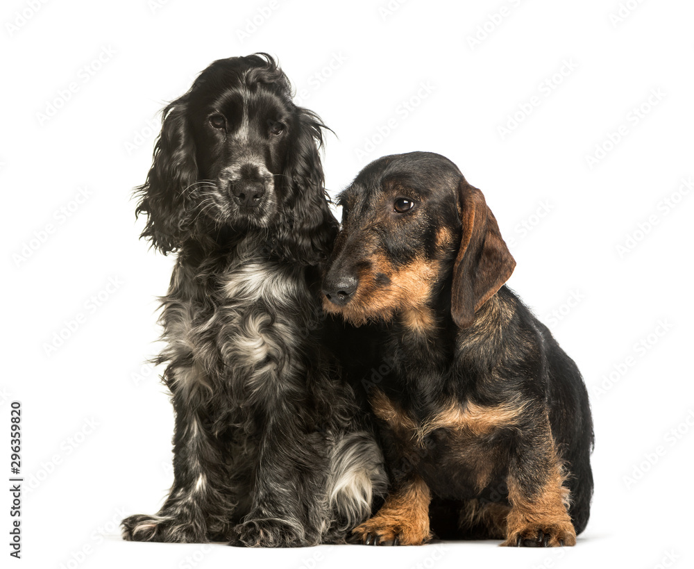 Cocker Spaniels and dachshund sitting against white background Cocker Spaniels and dachshund sitting against white background