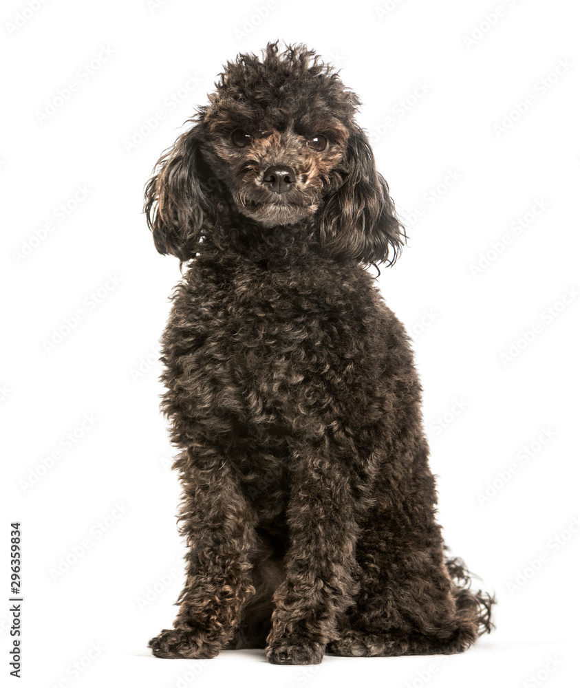 Toy poodle sitting against white background Toy poodle sitting against white background