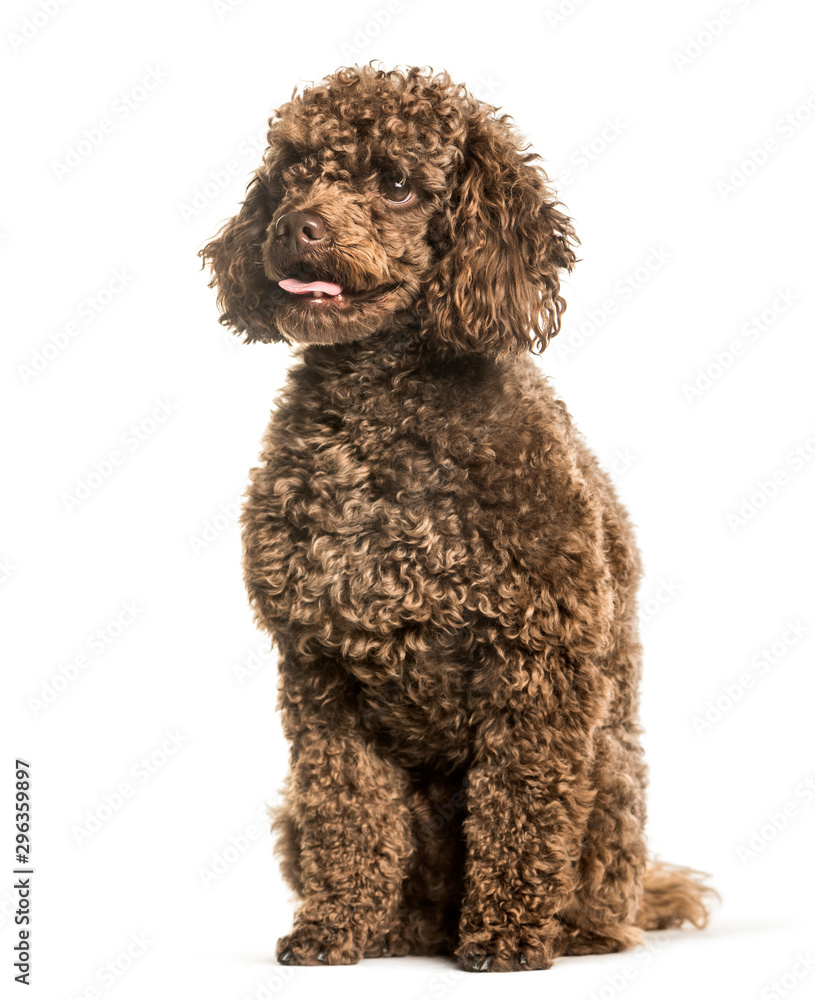 Toy poodle sitting against white background Toy poodle sitting against white background