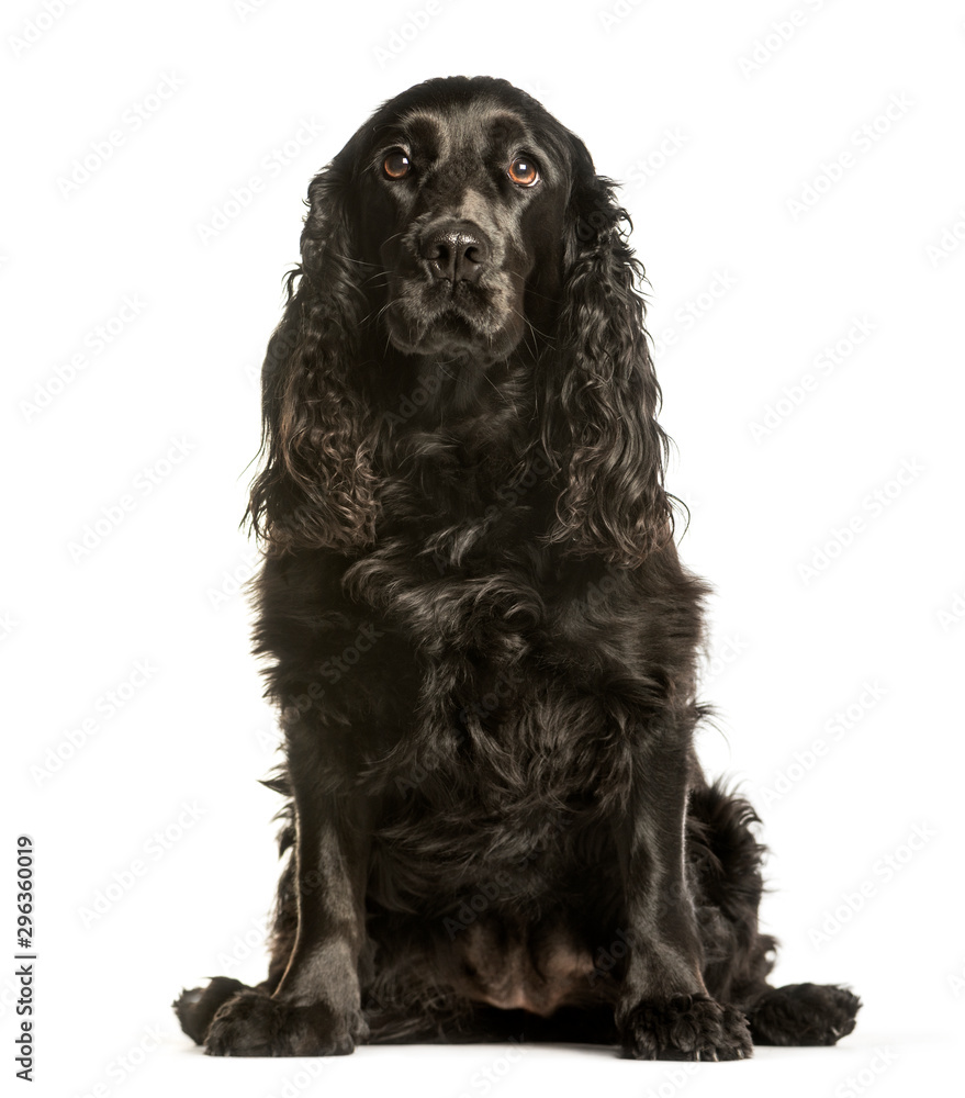 Cocker Spaniels sitting against white background