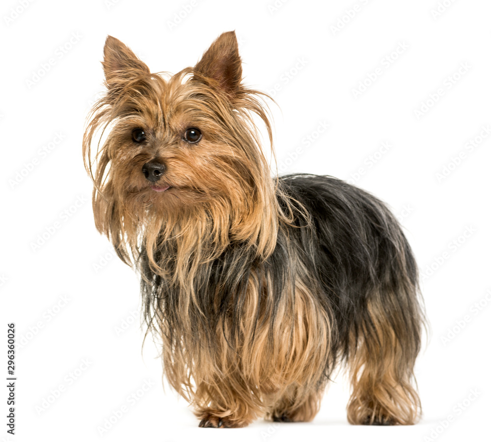 Yorkshire terrier standing against white background Yorkshire terrier standing against white background