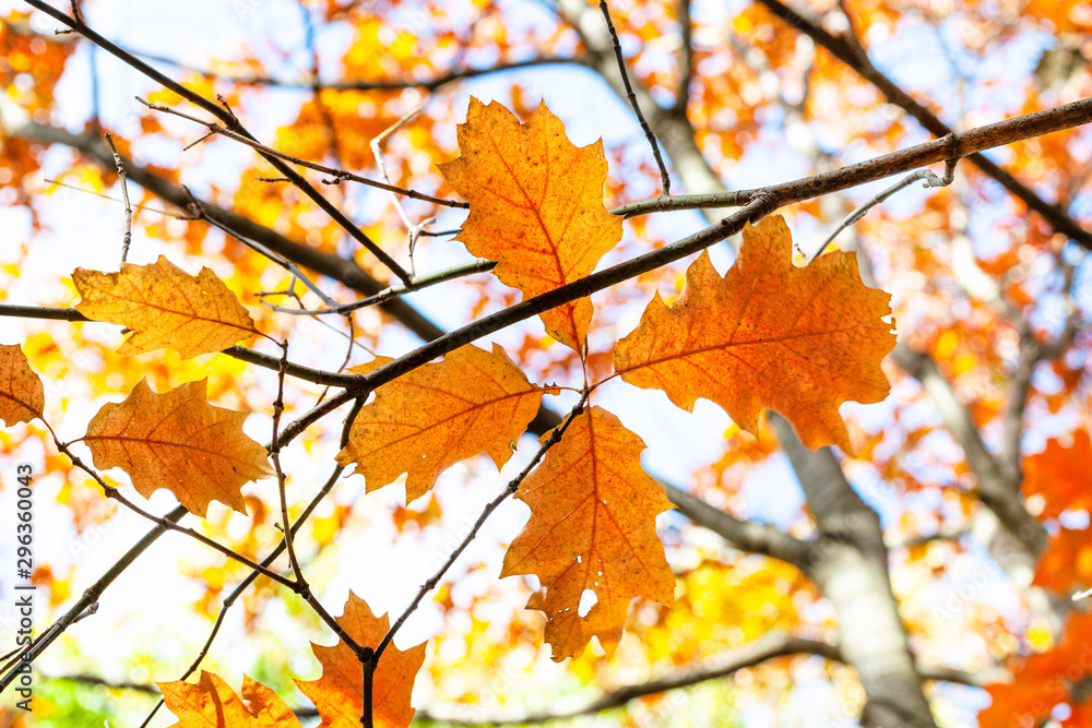 twigs with orange leaves of Red Oak tree close up twigs with orange leaves of Red Oak tree close up