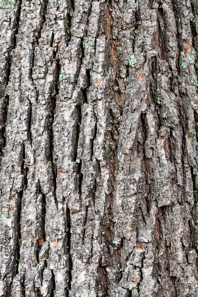 rough bark on old trunk of linden tree close up rough bark on old trunk of linden tree close up