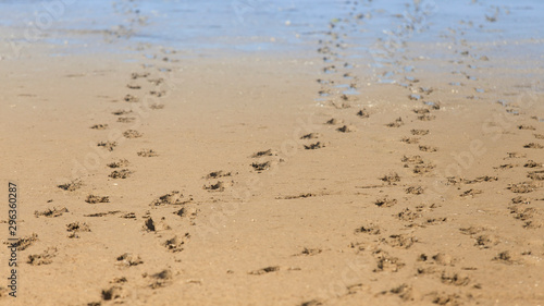 Dog footprints on beach sand, free space