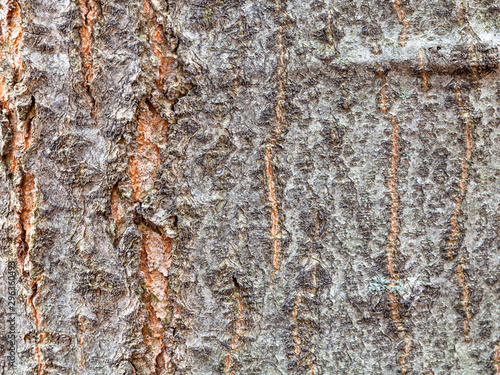 uneven bark on old trunk of red oak tree close up