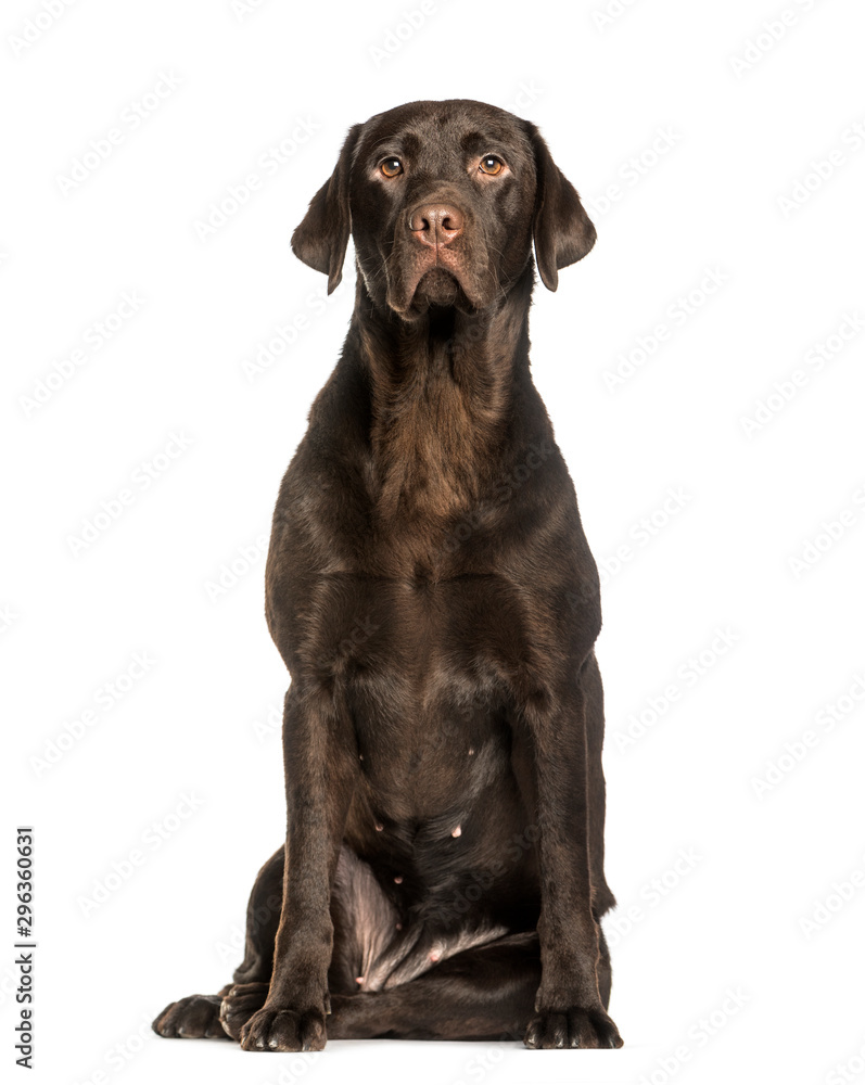 Chocolate Labrador sitting against white background