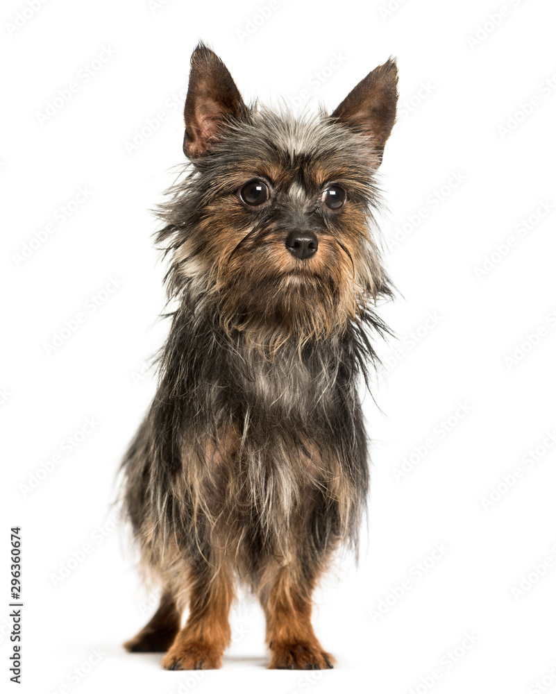 Mixed-breed dog standing against white background Mixed-breed dog standing against white background