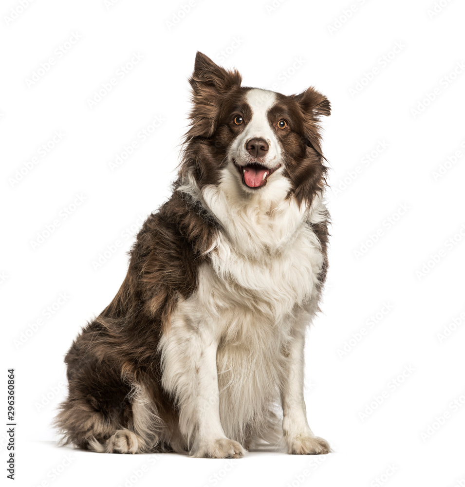 Fat Border Collie, 6 years old sitting against white background