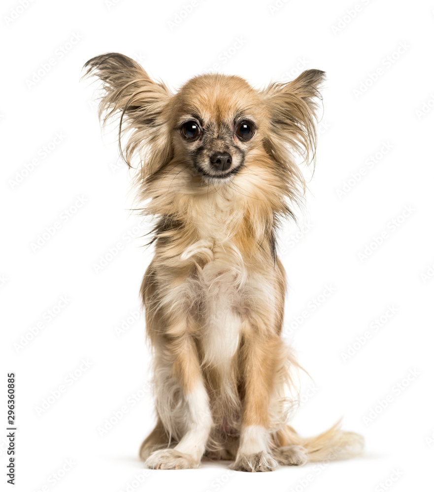 Chihuahua sitting against white background Chihuahua sitting against white background