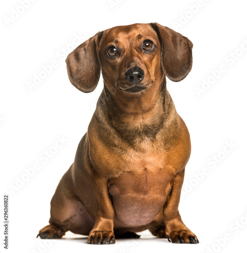 Fat dachshund sitting against white background © Eric Isselée