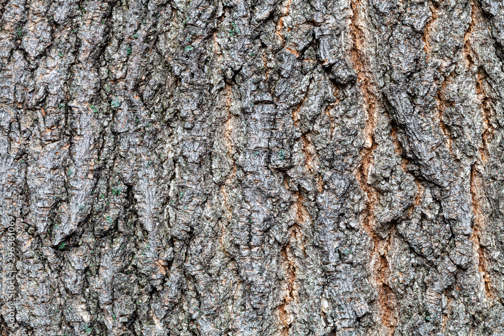 Fototapeta premium grooved bark on old trunk of ashleaf maple tree