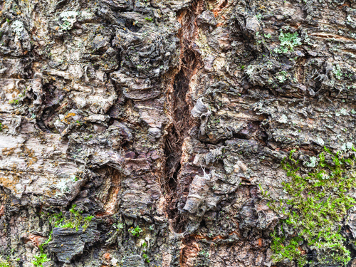 cracked bark on old trunk of cherry tree close up