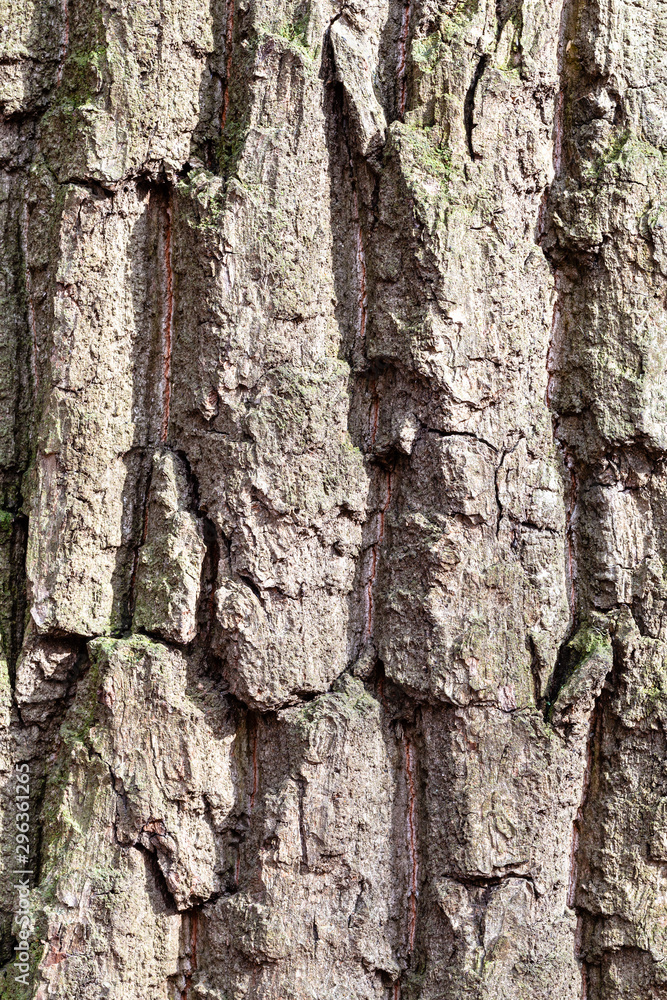 Obraz premium grooved bark on old trunk of oak tree close up