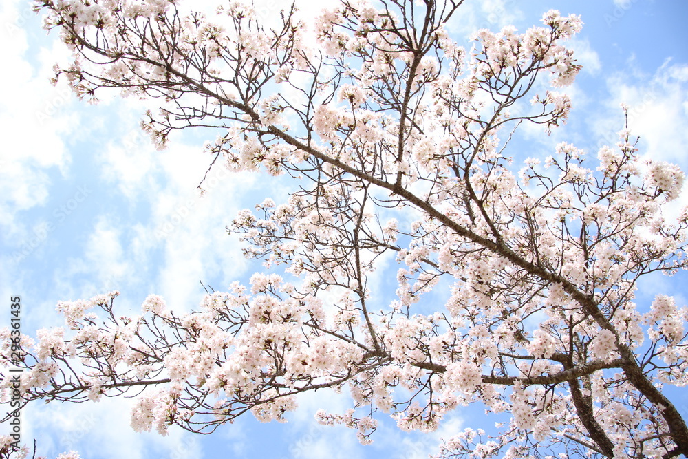 ふくふく地蔵の桜