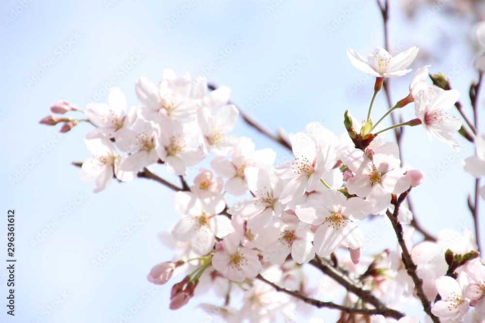 ふくふく地蔵の桜