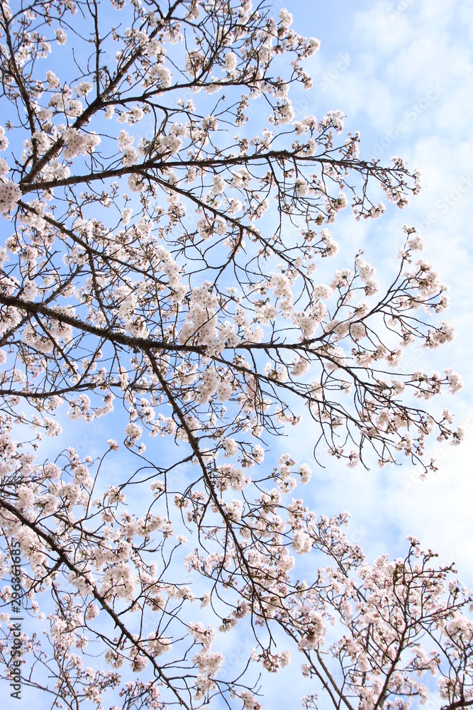 ふくふく地蔵の桜