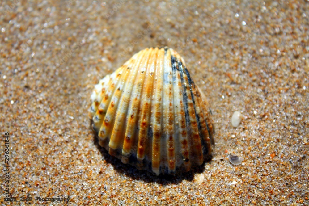 seashells on the sand seashells on the sand
