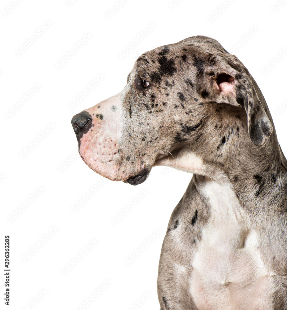 Great dane against white background
