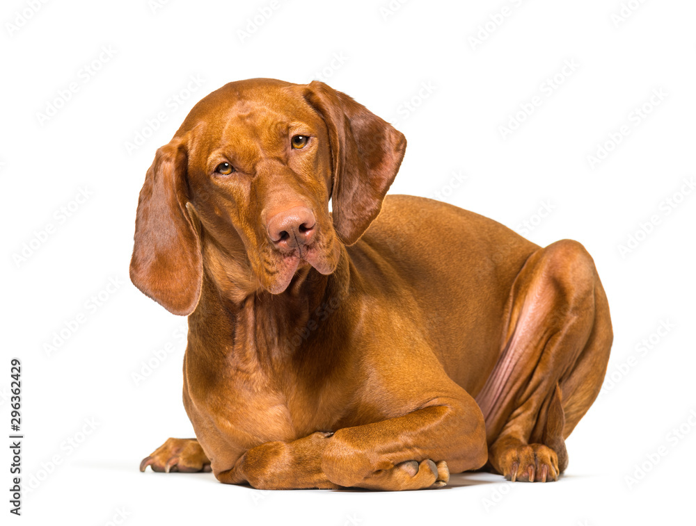 Vizla lying against white background Vizla lying against white background