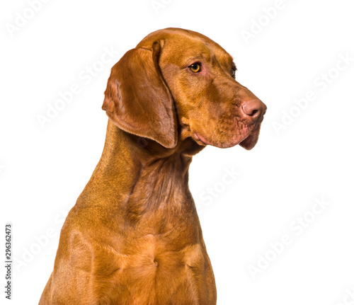 Vizla against isolated on white