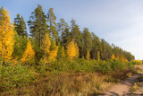 forest on a sunny autumn day