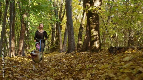 Girl canicrossing with American Staffordshire terrier in autumn forest photo