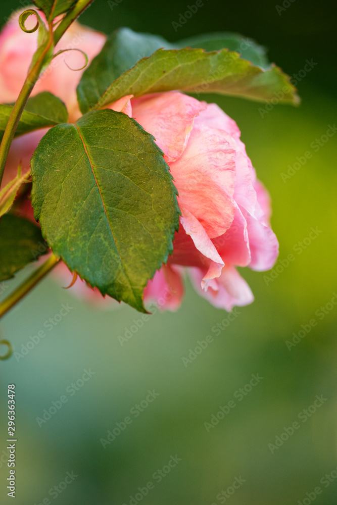 Rosenblüten Rosenblüten
