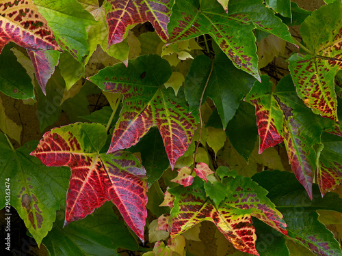 Autumn colours of the Parthenocissus tricuspidata climbing on a garden wall