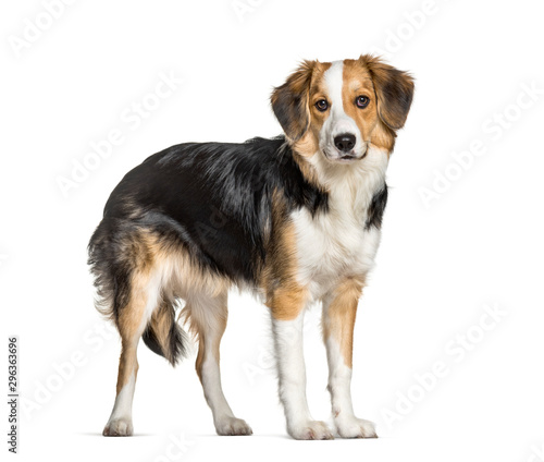 Mixed-breed with a border collie standing against white