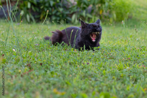 Kleiner Kater ist müde