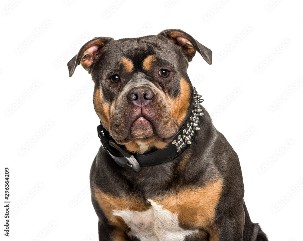American Bully sitting against white background American Bully sitting against white background