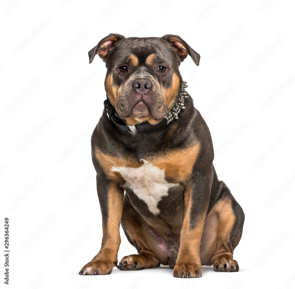 American Bully sitting against white background