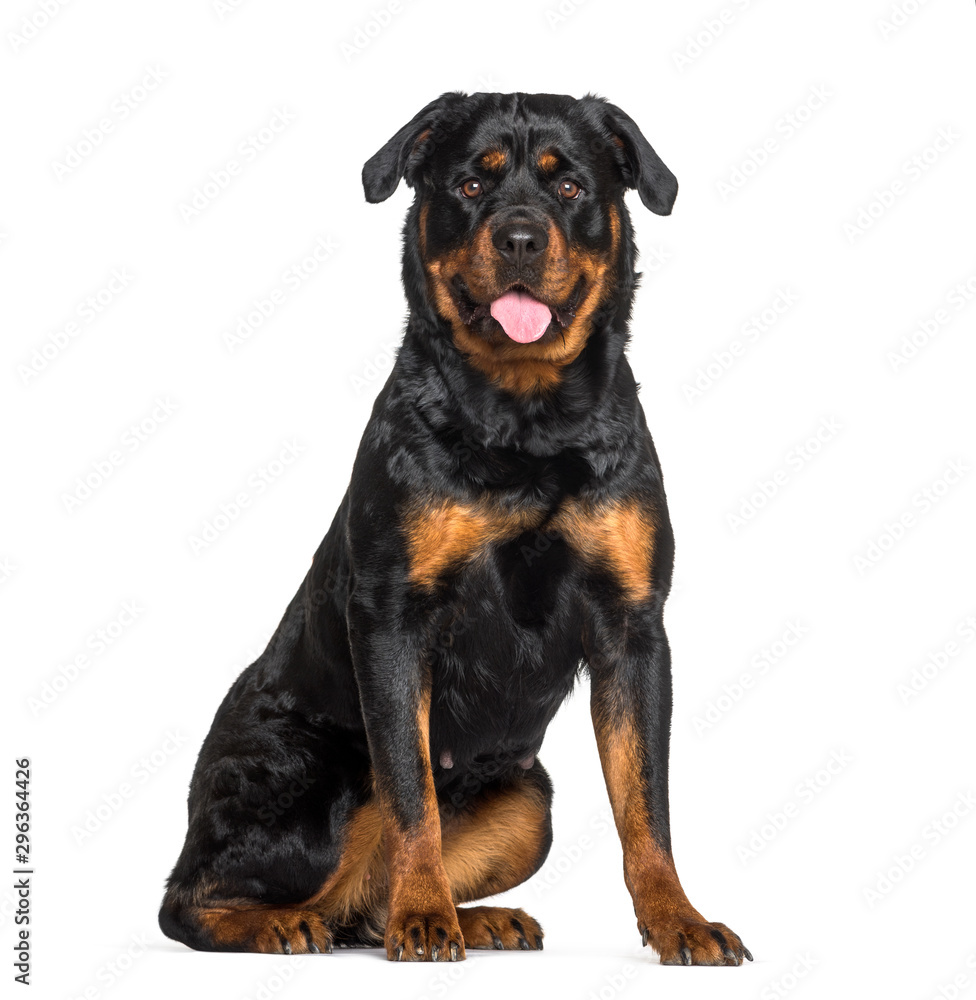 Rottweiler sitting against white background