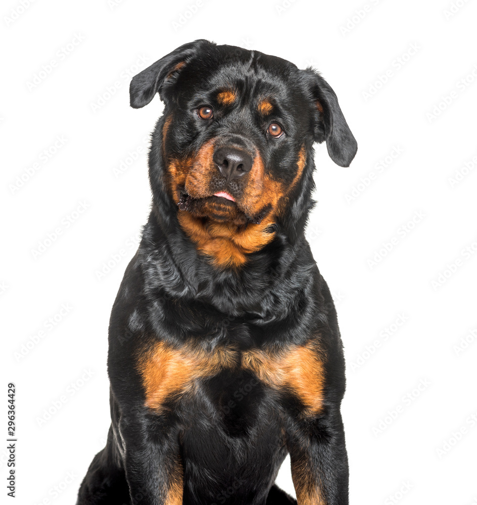 Rottweiler sitting against white background Rottweiler sitting against white background