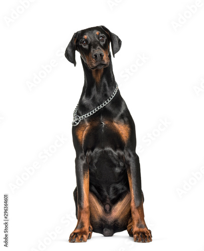 Doberman sitting against white background © Eric Isselée